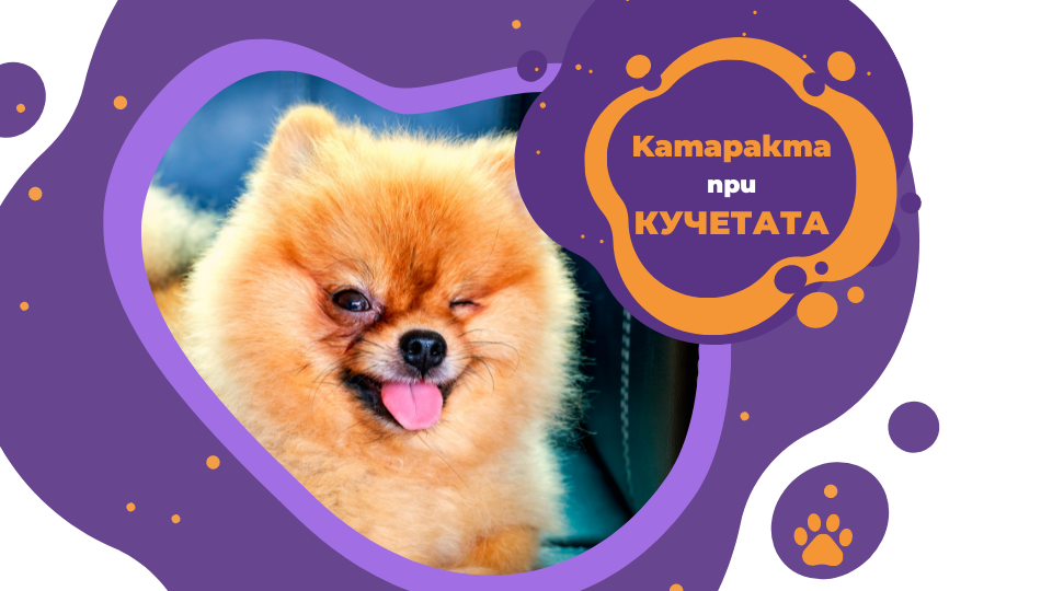 Катаракта при куче | Що е то и как да ги предпазим - Vet Clinics