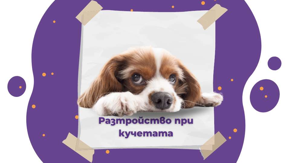 Разстройство при кучета – причини и как да помогнем