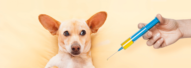 Ваксинация на куче