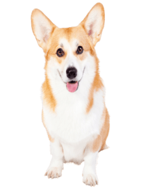 корги