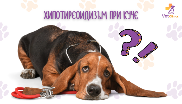 Хипотиреоидизъм при куче