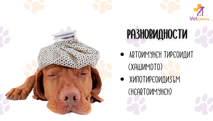 хипотиреоидизъм при куче