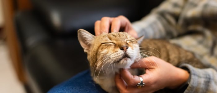 успокояване на разгонена котка