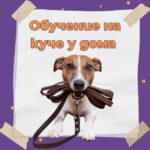 обучение на куче у дома