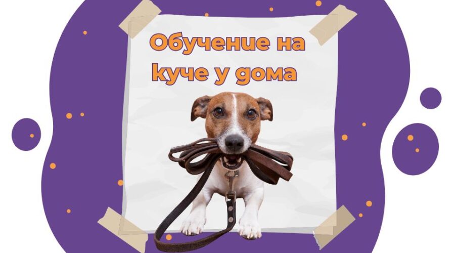Обучение на куче у дома – 6 съвета за успех