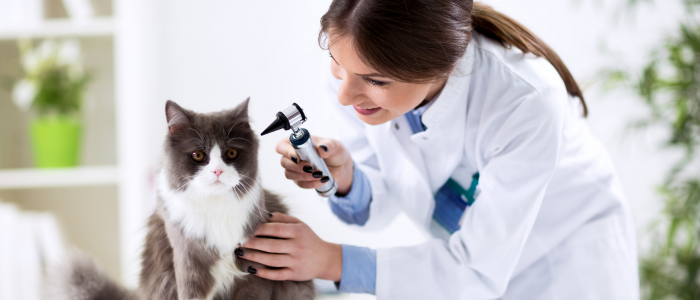 ветеринар котка преглед