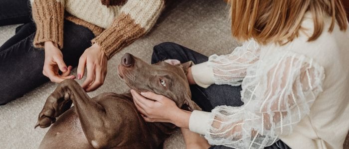 обучение на куче у дома