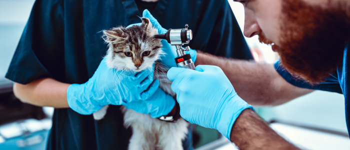 ветеринар котка преглед