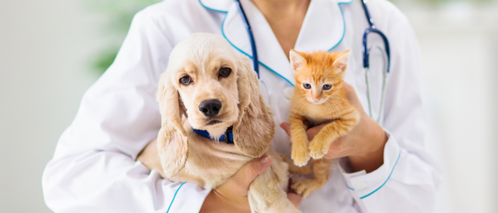 ветеринар с куче и котка