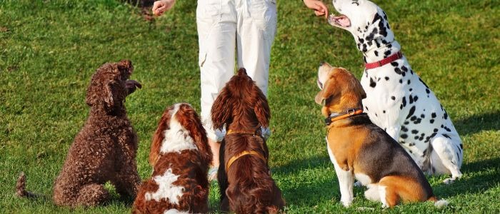 обучение на куче тренировки