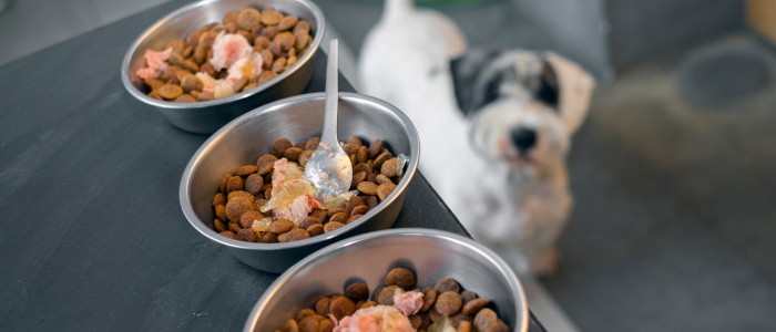 ветеринар куче хранене