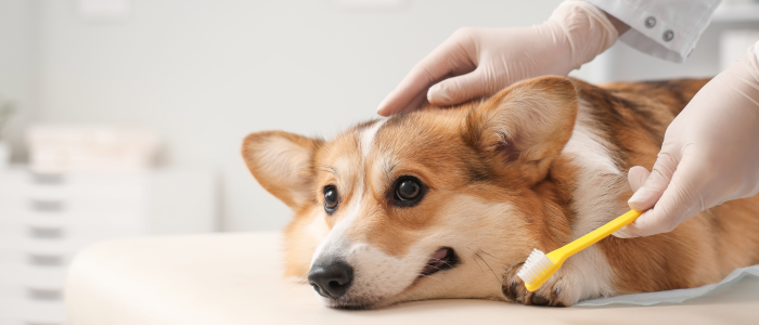 ветеринар куче зъби