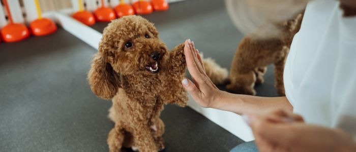 обучение на куче, когато е малко