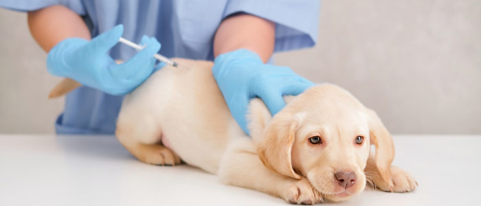 ветеринар куче ваксина